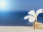 White flower at the beach shore