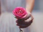 Rose for you
