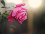 Pink rose