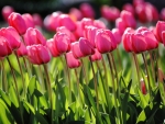 Spring pink tulips