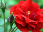 Red Chinese Rose