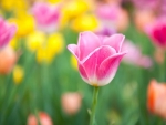 Delicate colors of tulips