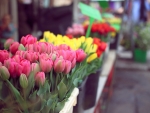 Lovely tulips