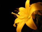 Yellow Lily
