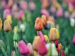Spring tulips