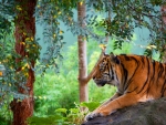 Resting tiger