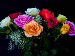 Colorful Roses