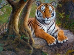 Resting Tiger