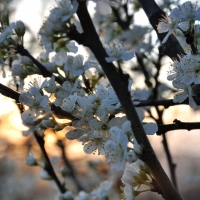 Blossom At Sunset