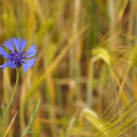 Corn Flower