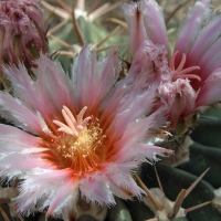 Cactus Flower
