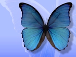 BLUE BUTTERFLY