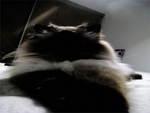 Bailey   FotoSketcher   Himalayan Cat