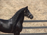 Friesian Silhouette