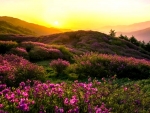 MEADOW at SUNSET