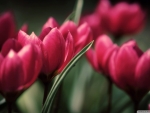 Beautiful tulips