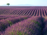 Lavender field