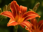 Day lily