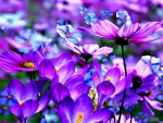 Crocuses - Paintography Art