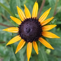 Black eyed susan