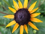 Black eyed susan