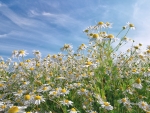 chamomile flowers