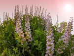 Lupines