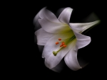 White lily on black