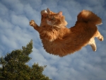 Flying cat