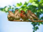 Four bird on a branch