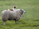 Sheep and dog