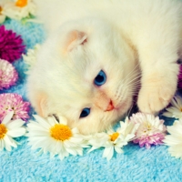 Cute Kitty â™¥