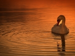 Swan at dawn