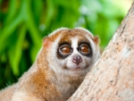 Slow loris