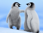 Baby penguins