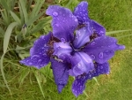 Puple flower