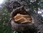 mushroom in tree
