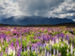 Lupines field