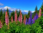 Mountain Lupins