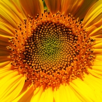 July Sunflower