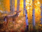 Deer in Autumn