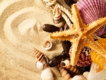 Sea shells