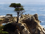 Lone Cypress Monterey Peninsula