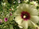 Hollyhocks