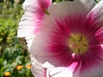 Hollyhocks