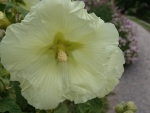 Hollyhocks