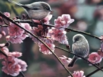 Birds in Spring