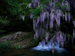 Wisteria