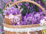 Basket with Lavender