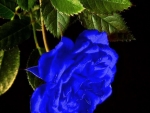 Blue Rose